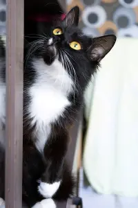 Николь-кошка Никуша, кастрирована.