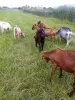 Англо- нубийские - французско альпийские