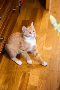 Рыжий котенок в дар