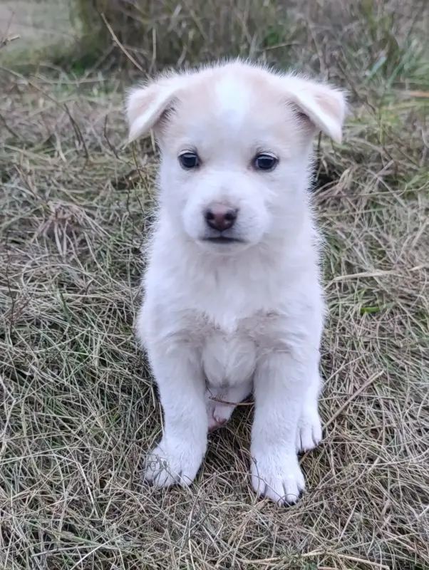 Щенки