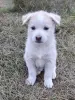 Щенки