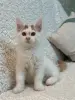 Мейн-Кун котята