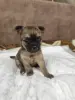 Щенки чихуахуа