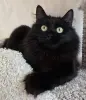 Очаровательная Дэйзи, кошка подросток.