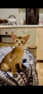 Абиссинский котёнок, девочка