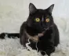Красотка Холли. Кошка. кастрирована.