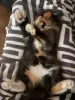 Котенок бесценно но бесплатно