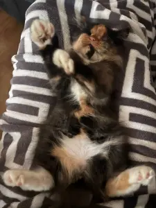 Котенок бесценно но бесплатно