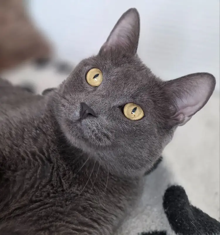 Кот Тео
