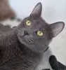 Кот Тео