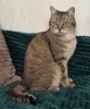 Шанталь-кошка молодая, кастрирована.