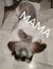 Малыши ши-тцу
