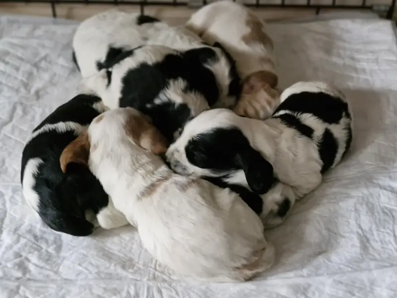 русский спаниель,  рос щенки