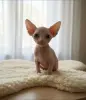 Котята Канадский сфинкс Бамбини Лонг Белоснежные