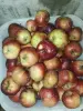 Груши и яблоки поздние