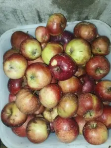 Груши и яблоки поздние