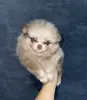 Померанский шпиц, уникальный окрас мерле!