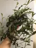 Сеткразия
