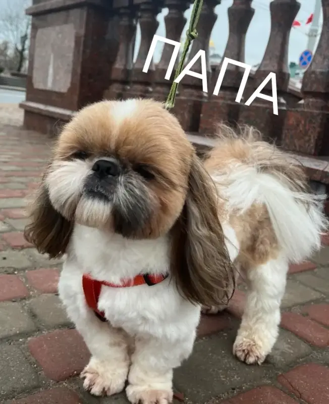 Малыши ши-тцу