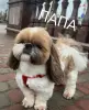 Малыши ши-тцу