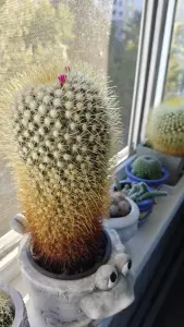 Кактус цветущий,- маммиллярия