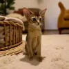 Кошки - Абиссинский котёнок, девочка - Вся Беларусь - Фото 3 Абиссинский котёнок, девочка - Вся Беларусь - 223127 - Доска объявлений Kupika.by - Фото 3