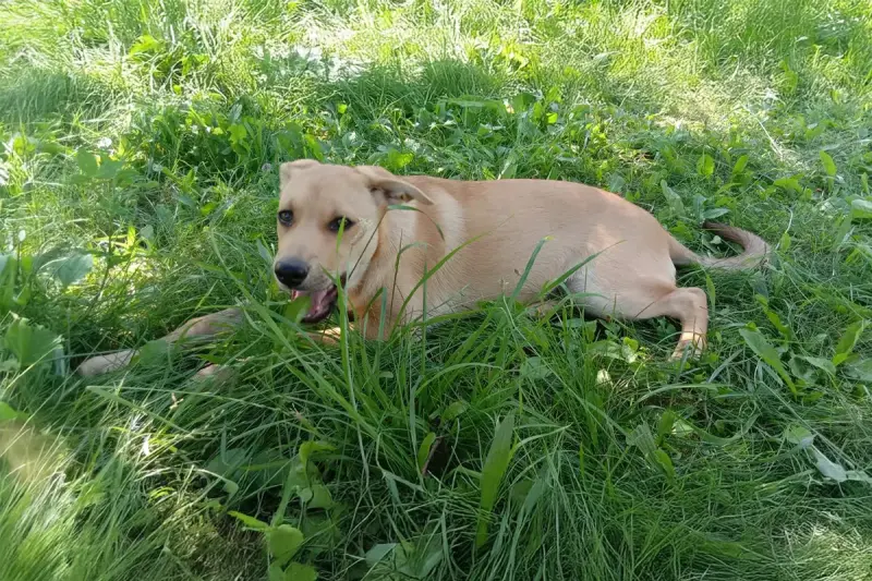 Замечательная собака-охранница Лиска в дар