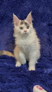 Мейн-Кун котята