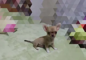Чихуахуа