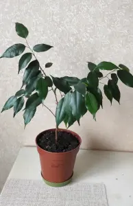Растение Фикус