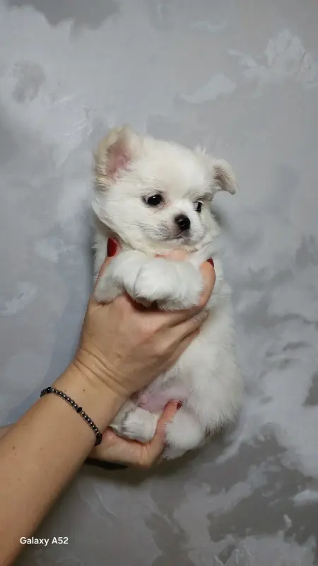 Чихуахуа мальчик