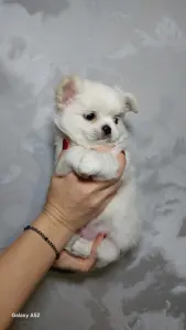 Чихуахуа мальчик