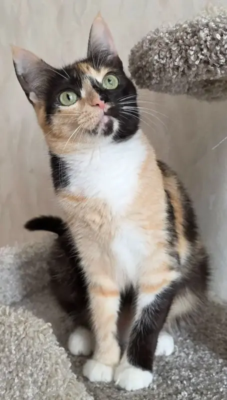 Котенок Кошка Озорная Кэтти