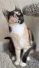 Котенок Кошка Озорная Кэтти