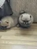 Щенки померанского шпица