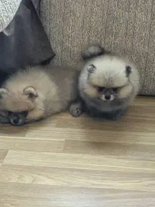 Щенки померанского шпица
