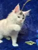 Мейн-Кун котята