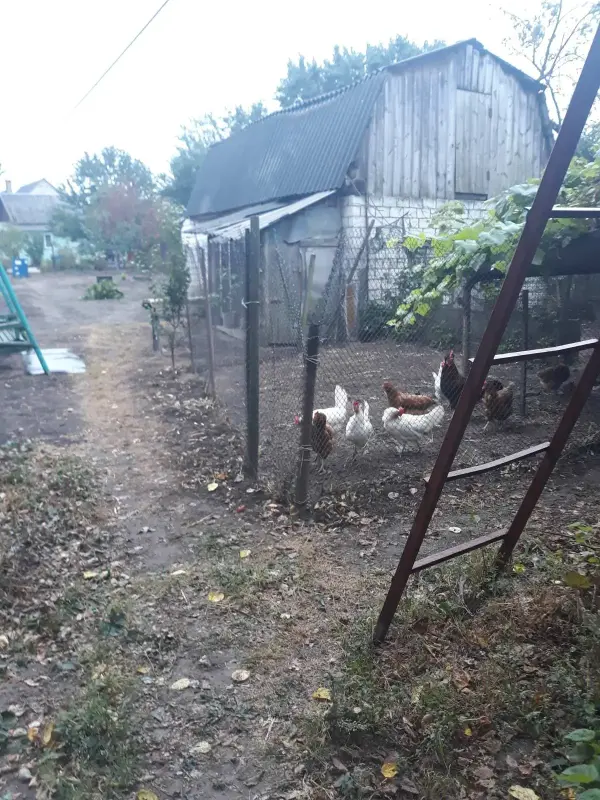Деревянный дом . Продажа