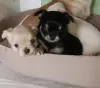 Чихуахуа