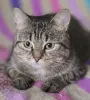 Кошка подросток Шери, кастрирована.