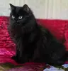 Очаровательная Дэйзи, кошка подросток.