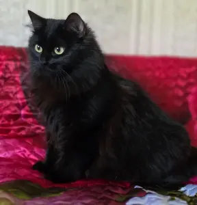 Очаровательная Дэйзи, кошка подросток.