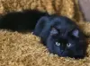 Роскошный кот подросток Барни, кастрирован.