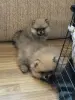 Девочка померанского шпица