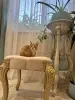 В дар прекрасный ласковый котёнок-мальчик Лучик