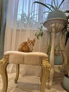 В дар прекрасный ласковый котёнок-мальчик Лучик