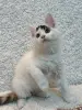 Мейн-Кун котята