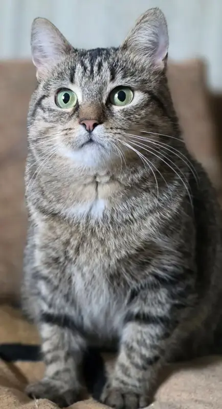 Кошка подросток Шери, кастрирована.