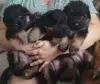 Щенки длинношёрстной немецкой овчарки