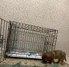 Собаки